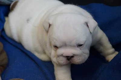 Anglický buldok štěňata/ English bulldog puppies